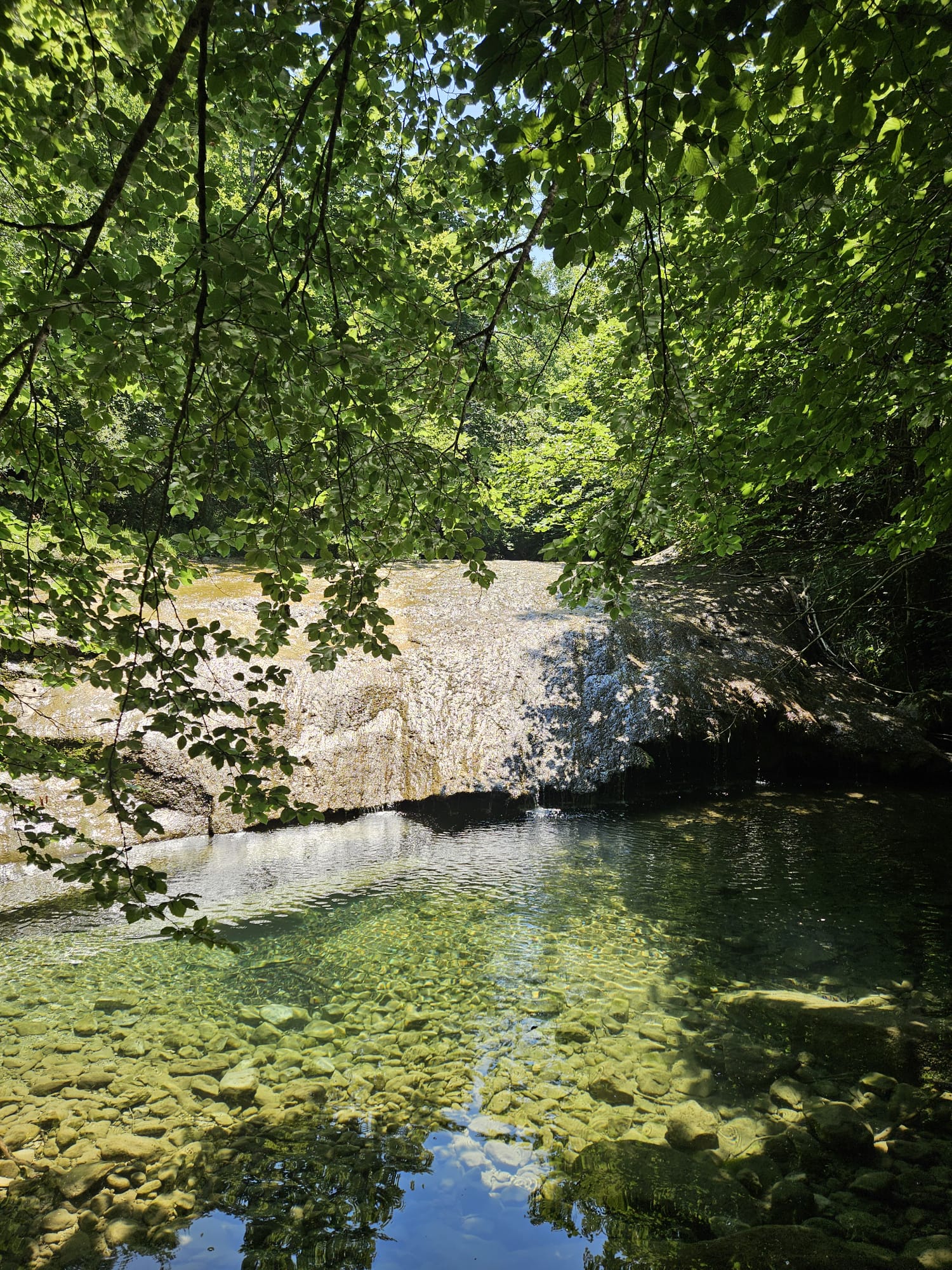Bosque Terapéutico — bosque